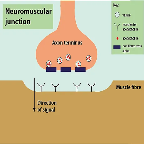 βουτολινικη